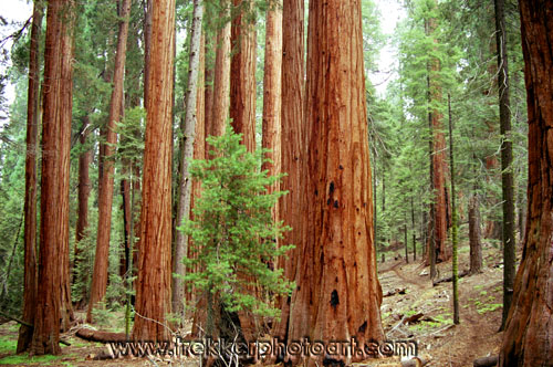 SugarBowlGroveTrail.jpg